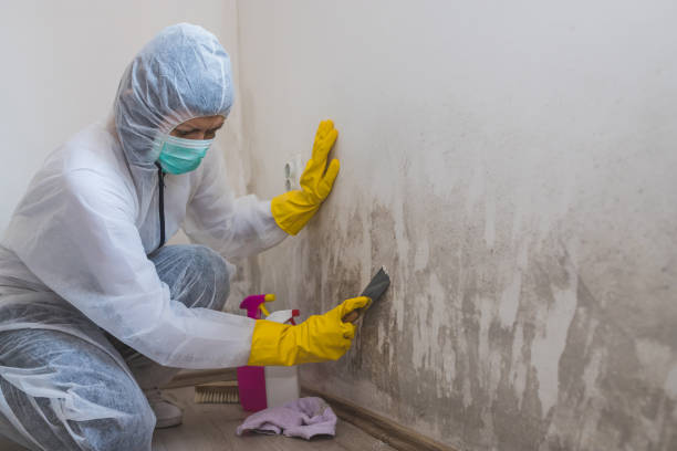 Best Post-Flood Mold Remediation in Freeport, IL