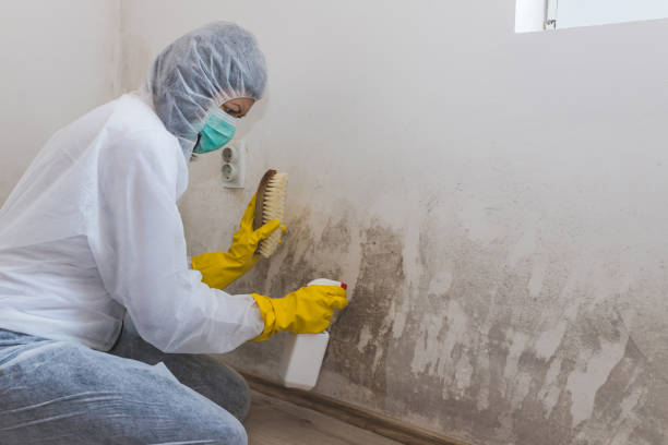 Best Basement Mold Remediation in Freeport, IL