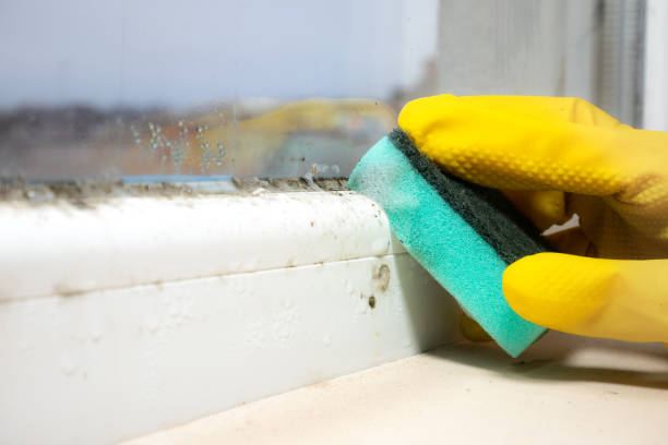 Best HVAC Mold Remediation in Freeport, IL