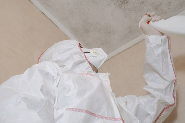 Best Insurance-Related Mold Remediation in Freeport, IL