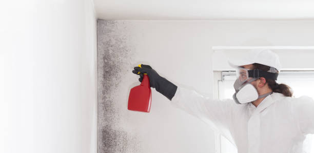 Best Industrial Mold Remediation in Freeport, IL