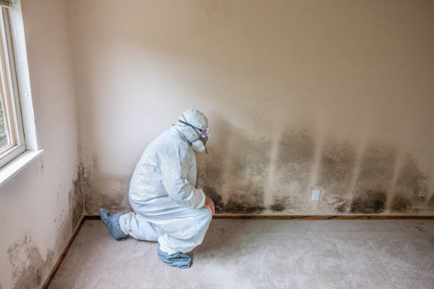 Best Commercial Mold Remediation in Freeport, IL