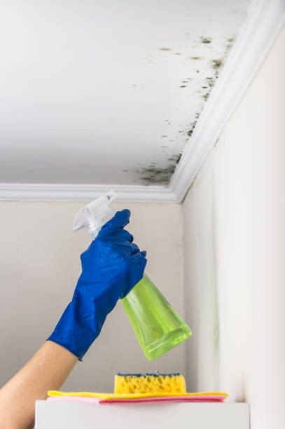 Best Emergency Mold Remediation in Freeport, IL